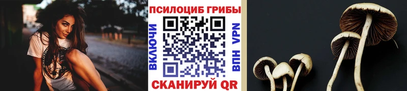 купить наркоту Кологрив Галлюциногенные грибы Psilocybe